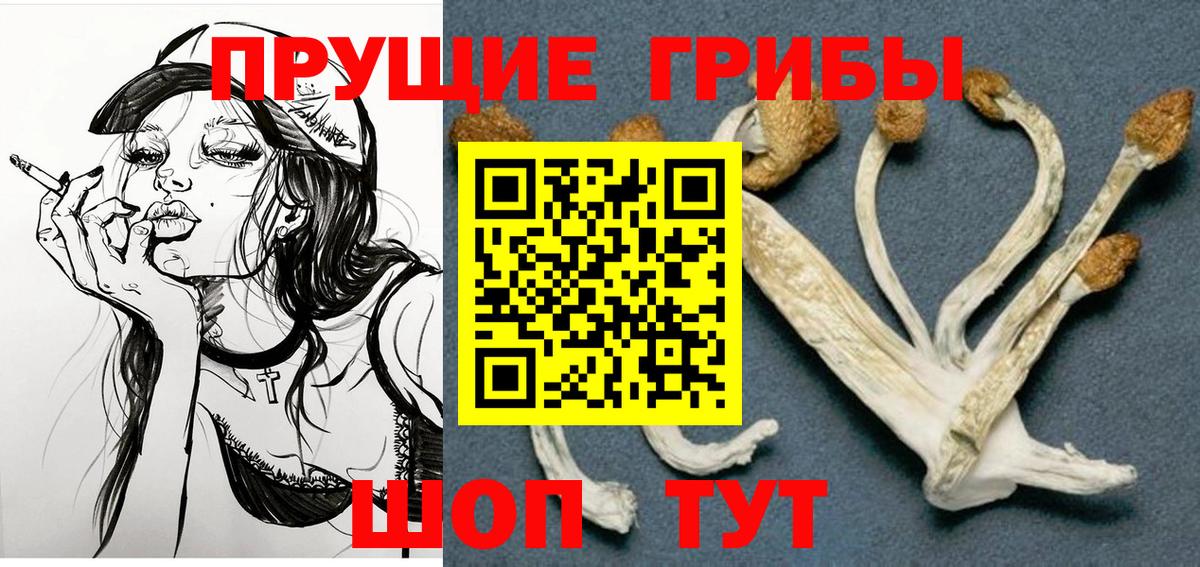 Псилоцибиновые грибы Cubensis Сокол