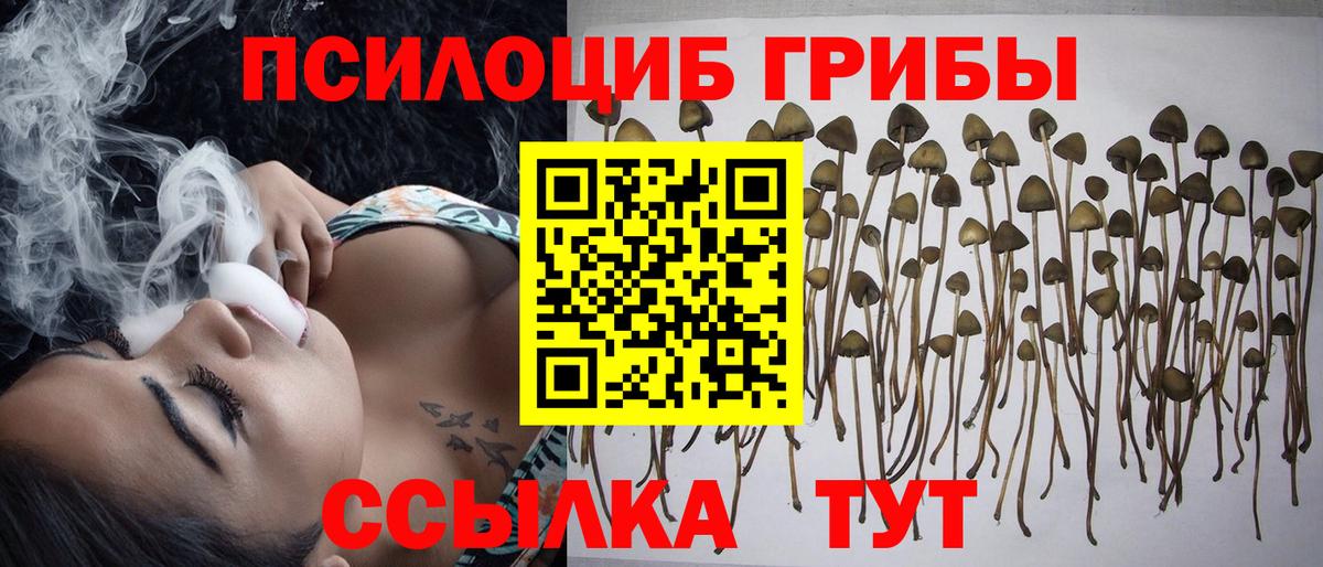 Сокол  Галлюциногенные грибы Psilocybe  Галлюциногенные грибы прущие грибы  Вход с VPN 